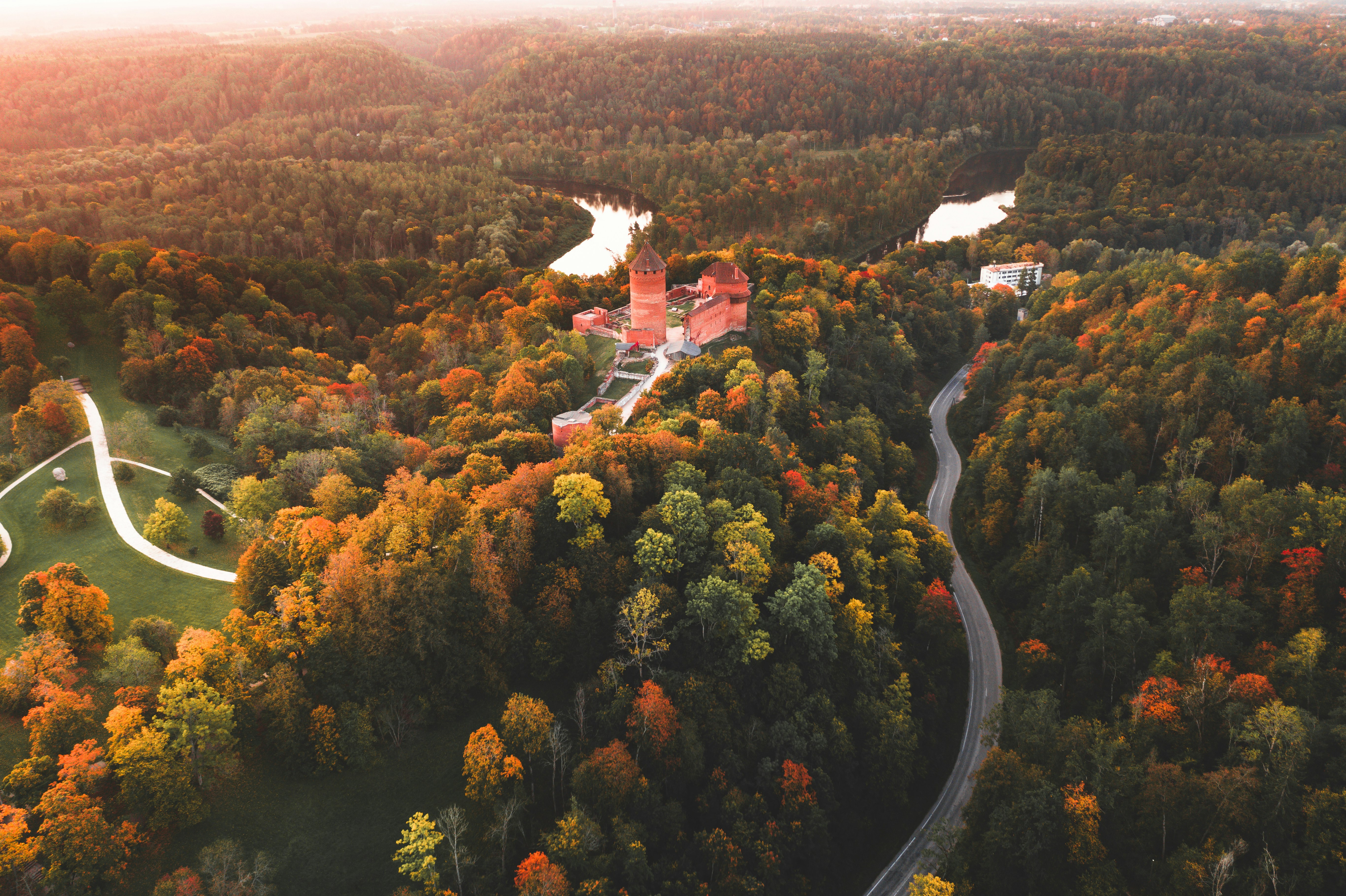 aerial view of trees and road during daytime